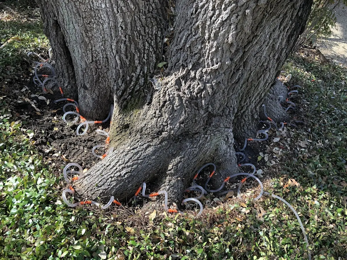 Detailed Tree Cabling and Bracing job site in Vadito